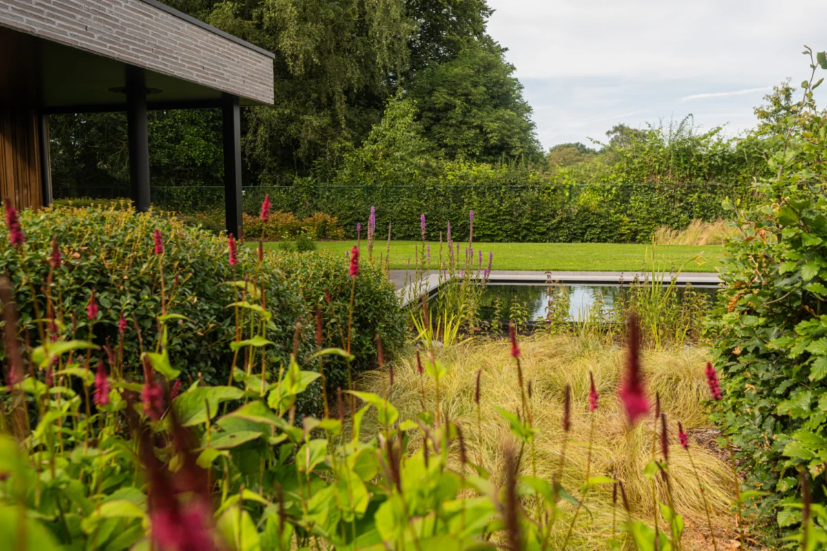 Plantenborders vijver tuin Zemst
