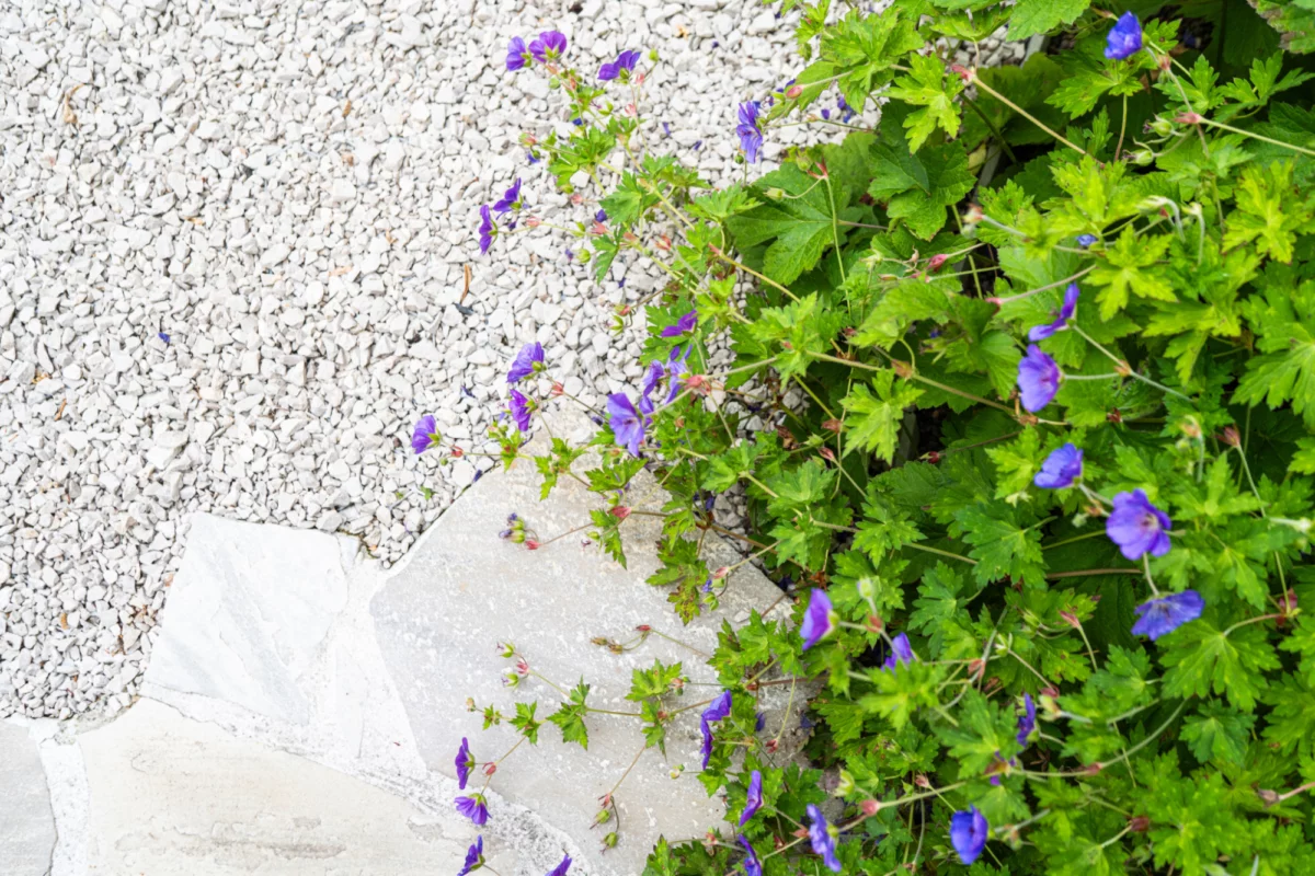 Tuinarchitectuur Antwerpen Tim De Winne realisatie 16