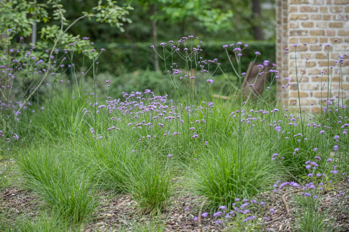 Siergrassen in een organische tuin