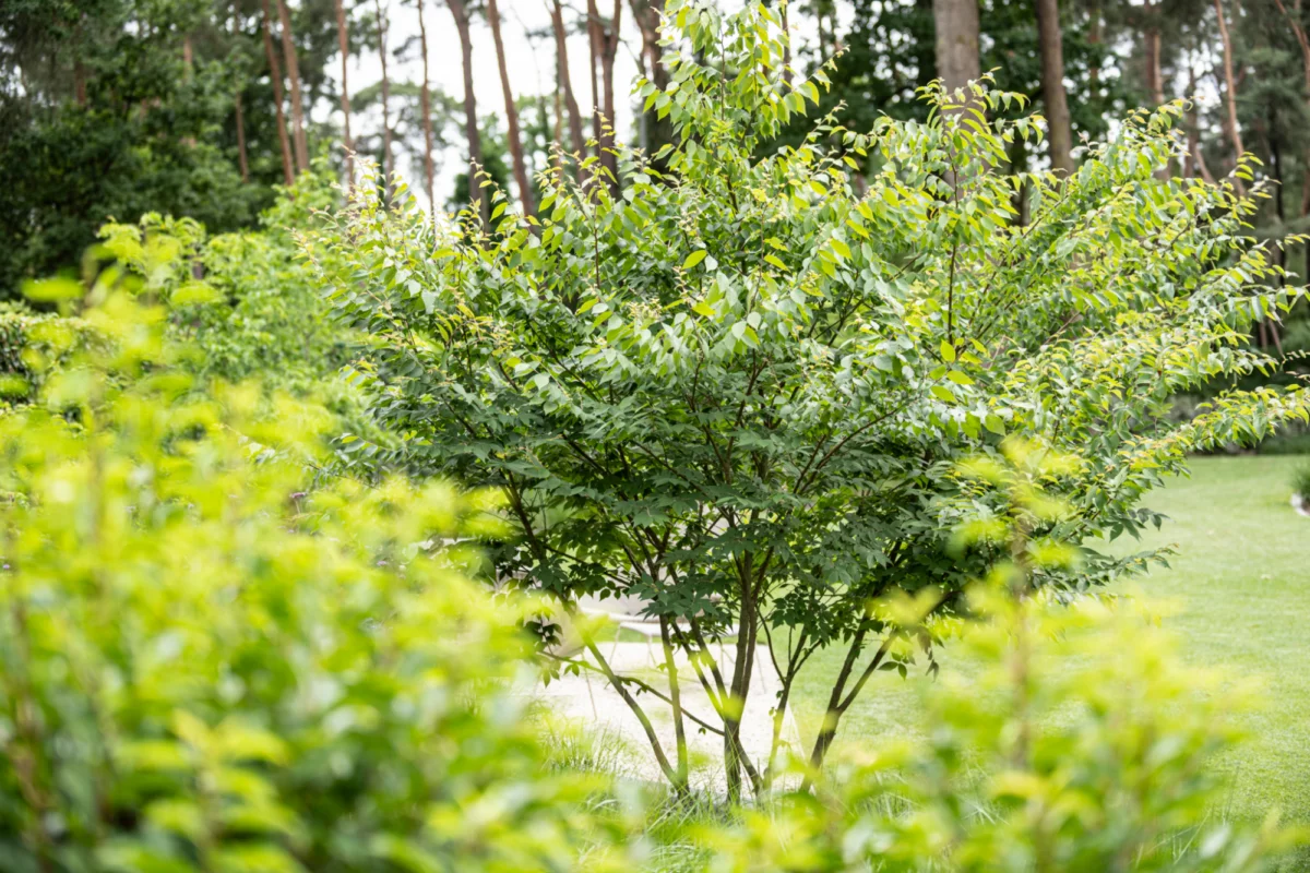 Struik in een groene tuin