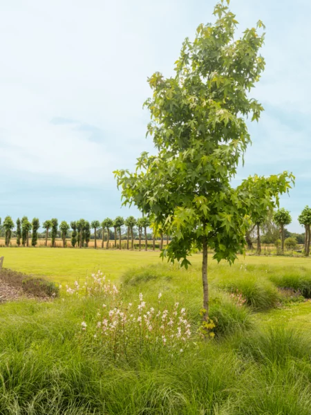 Wat doet een tuinarchitect?