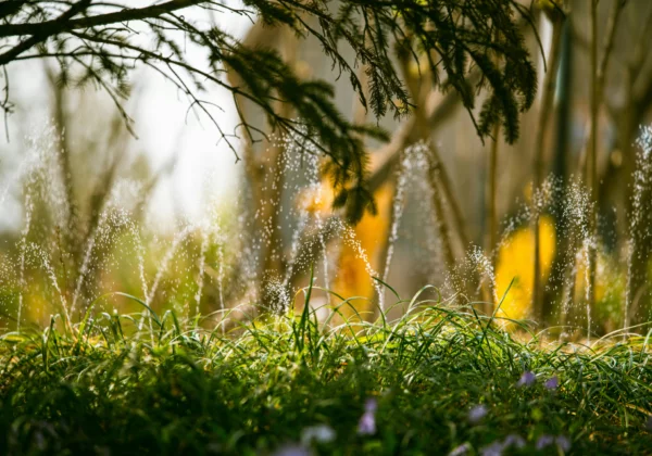 Beregening in de tuin Tim De Winne