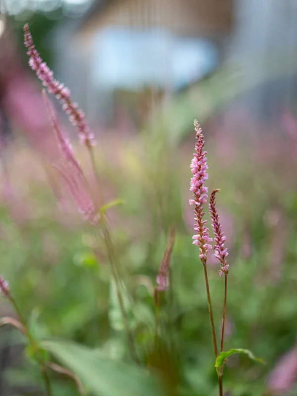 Tuinarchitectuur Gentbrugge Tim De Winne realisatie 10
