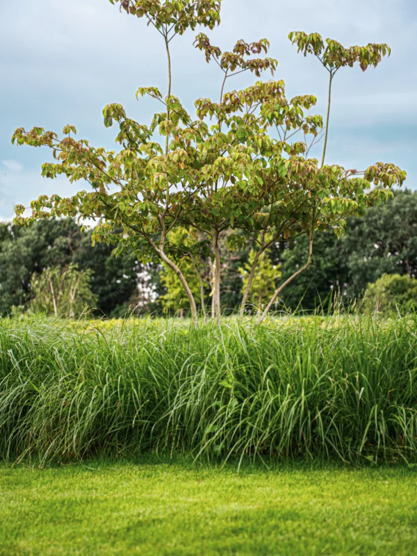 Tuinarchitectuur Heffen Tim De Winne realisatie 11
