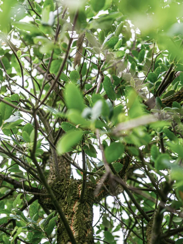 Struiken bomen tuinontwerp Tim De Winne Heffen