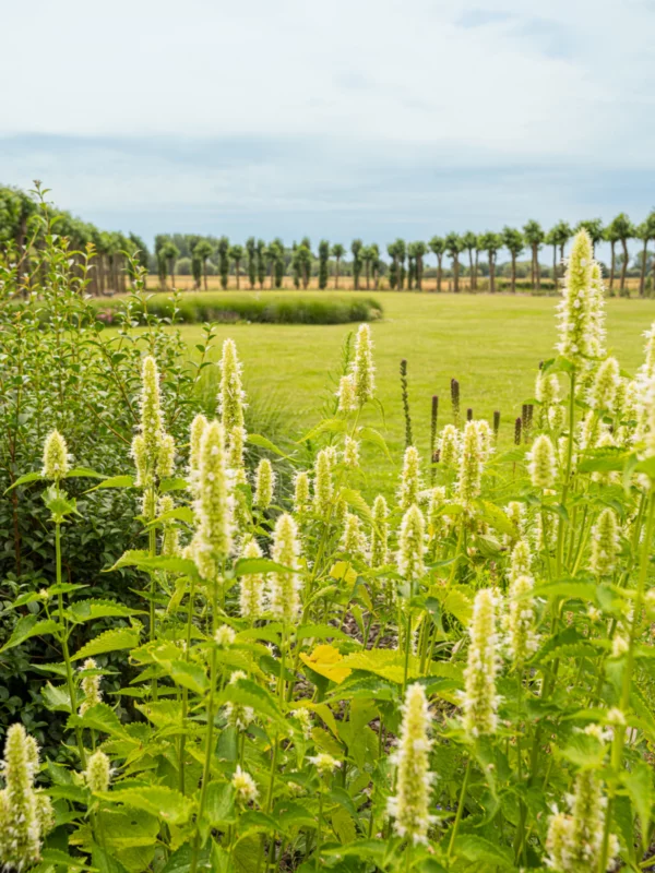 Landschapsarchitectuur Puurs Tim De Winne