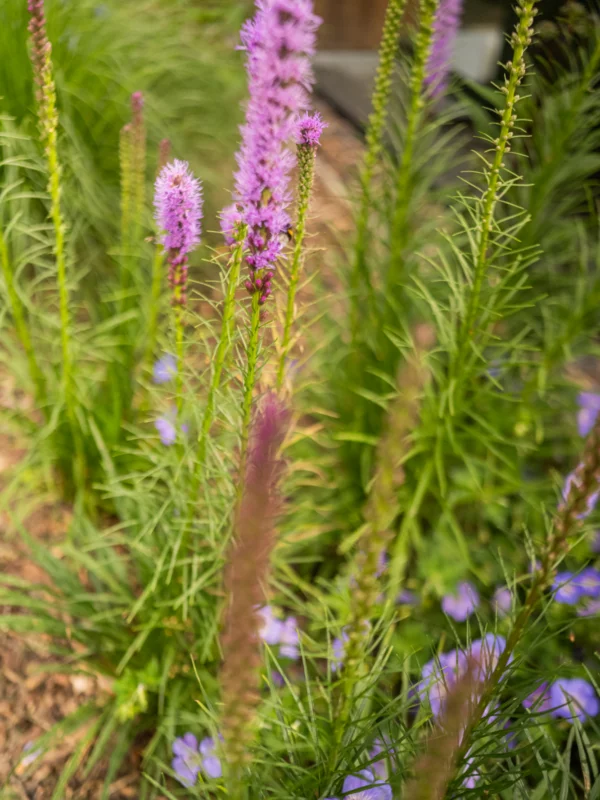 Levendige tuin op maat Tim De Winne