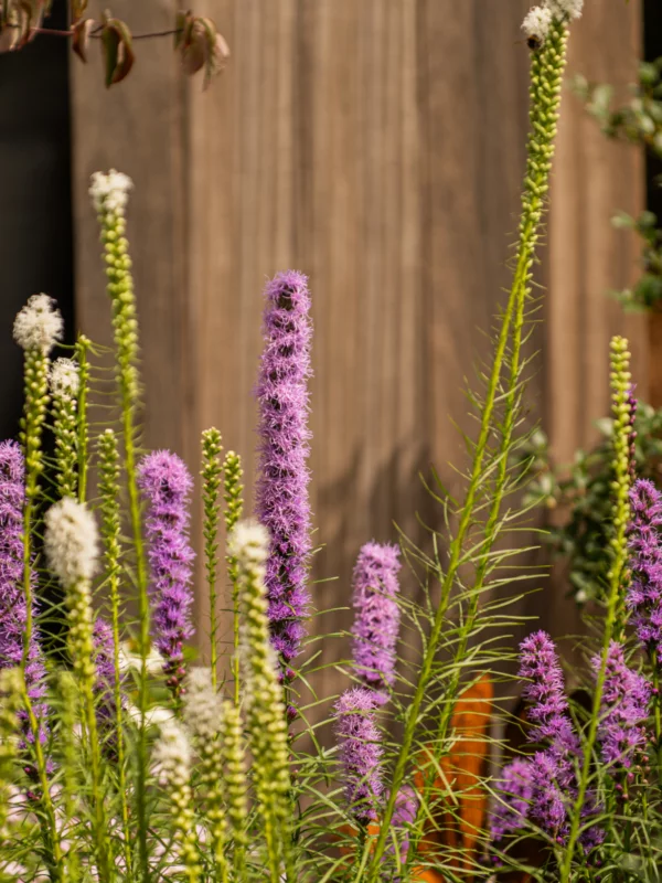 Planten bloemen struiken tuinarchitectuur