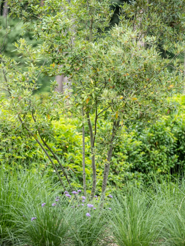 Groene struik in een tuin op maat